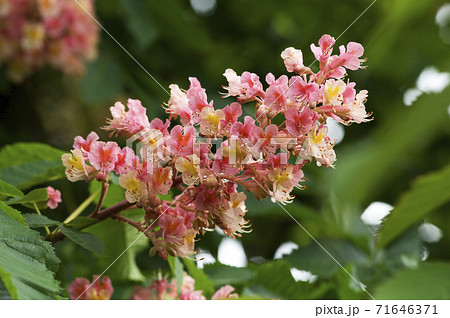 マロニエ 花 並木 ピンクの写真素材