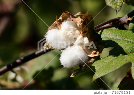 綿 綿花 ワタの実 わたの写真素材