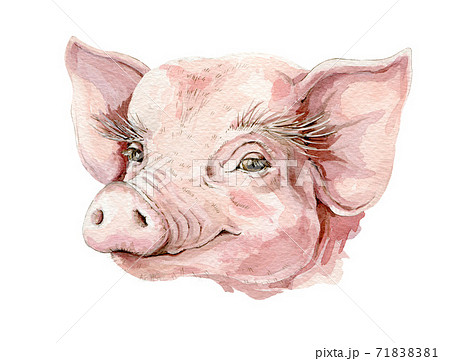 豚 子豚 餌 食べるのイラスト素材