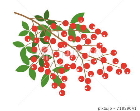 南天の葉のイラスト素材