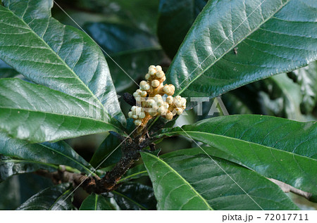 びわの花 ビワの花 枇杷の花 自生の写真素材