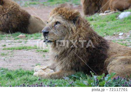 ライオン 顔 雄 横顔の写真素材