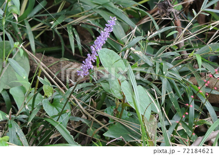 ヤブラン ユリ科 花 青紫色の写真素材