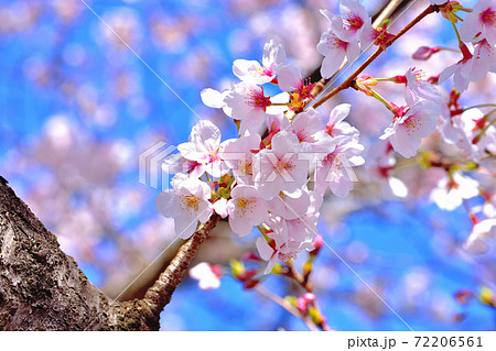 桜の花 花びら の写真素材集 ピクスタ