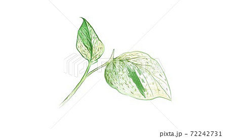 芋つるのイラスト素材