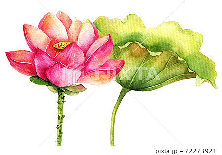 アジアン 蓮 ハスの花 イラストの写真素材