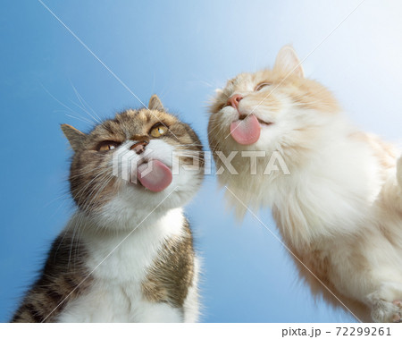 メインクーン 猫 可愛い クリーム色の写真素材