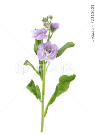 花 生花 ストック 植物の写真素材