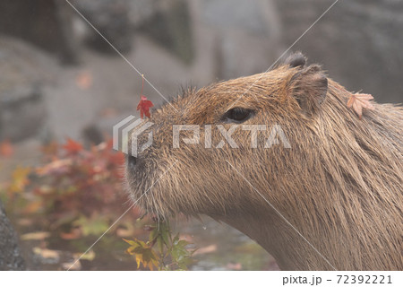 カピバラ温泉の写真素材