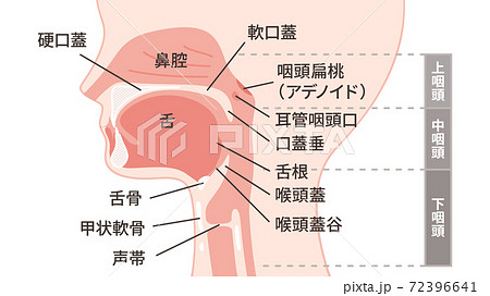 口腔 断面図 鼻腔 咽頭のイラスト素材