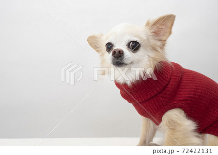 チワワ 動物 犬 赤い服の写真素材 - PIXTA