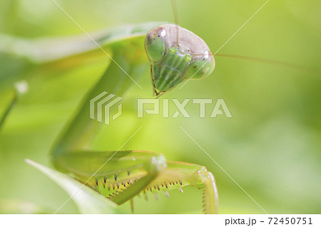 カマキリの写真素材集 ピクスタ