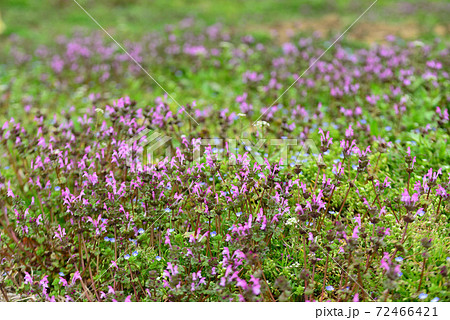 赤紫の花 雑草 植物の写真素材