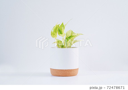 ポトス 花瓶 陶器 観葉植物の写真素材
