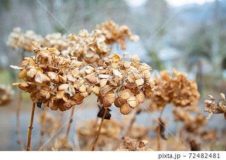 枯れ葉 葉 紫陽花 冬の写真素材