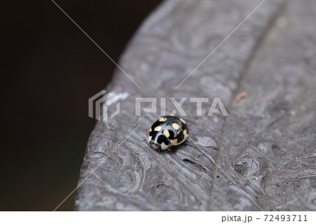 冬の虫の写真素材 Pixta