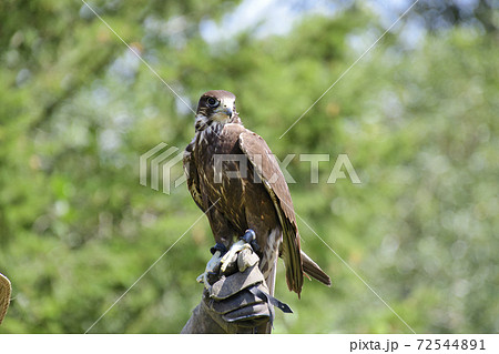 はやぶさ 鳥の写真素材