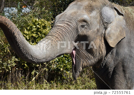 あくびをするような仕草の象の写真素材 あくびをするような仕草の象の写真素材