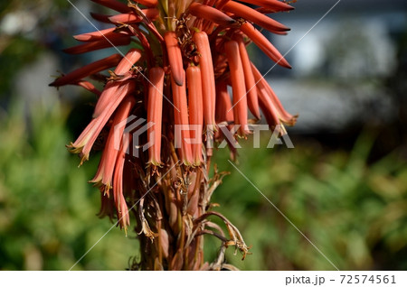 アロエ 赤い花 多肉植物 薬草の写真素材