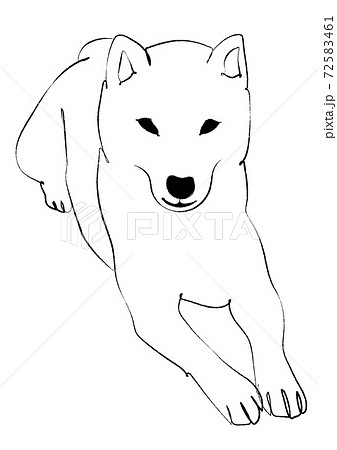 犬 柴犬 白バック モノクロのイラスト素材