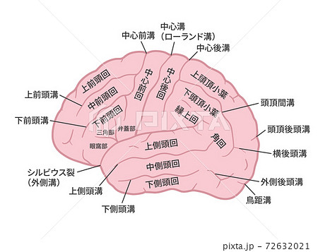 前頭葉のイラスト素材