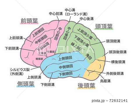 大脳皮質の脳機能図