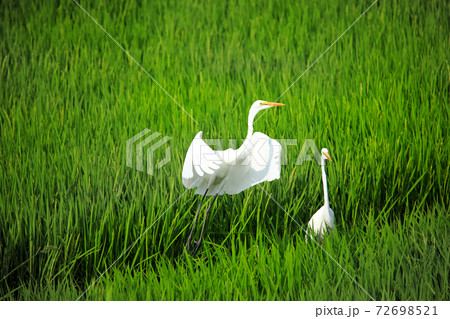 田 田んぼ 白い鳥 自然の写真素材