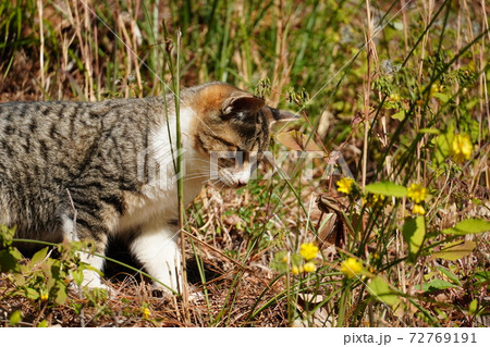 拝み猫の写真素材