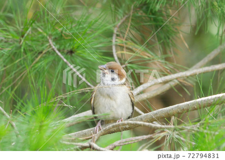すずめひなの写真素材