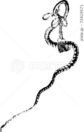 白黒 蛇の写真素材