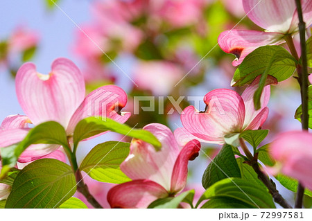 ハナミズキの花の写真素材