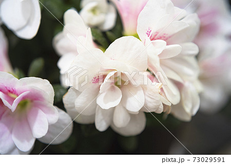 アゼリア 花の写真素材