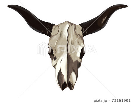 頭蓋骨 骸骨 骨 髑髏のイラスト素材