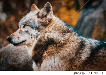 シンリンオオカミ 狼 横顔 動物の写真素材