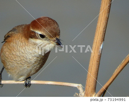小枝にしっかりつかまった長いまつ毛のモズの写真素材