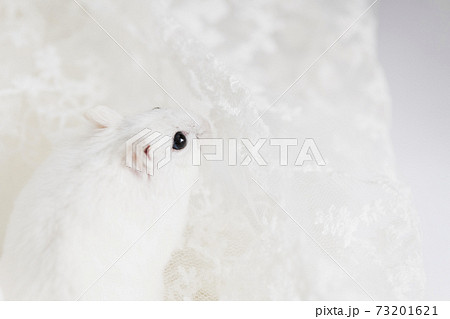 ハムスターの写真素材集 Pixta ピクスタ