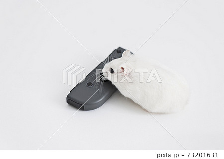 ハムスターの写真素材集 Pixta ピクスタ