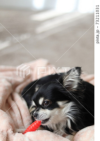 犬 チワワ アップ 鼻の写真素材