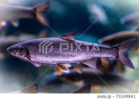 ウグイ 淡水魚 川魚 ハヤの写真素材