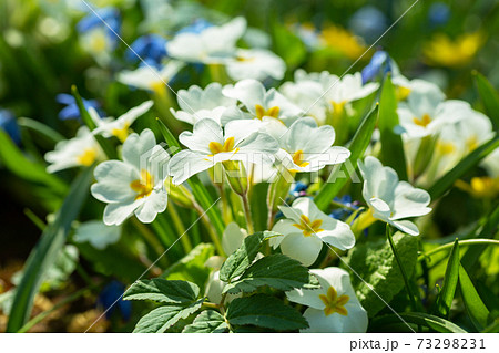 プリムローズ 花の写真素材