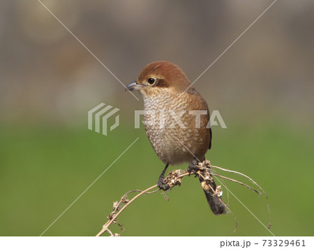 モズ かわいいの写真素材
