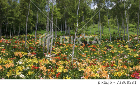 シラカバの花 白樺 シラカバ 白樺の花の写真素材