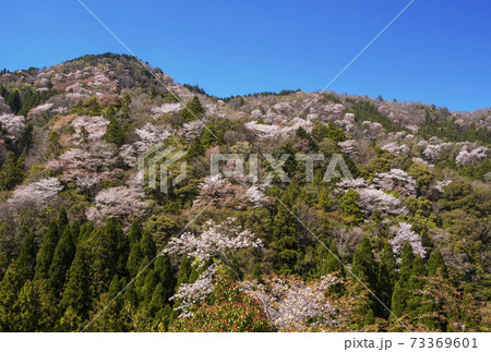 【額装写真】淡色の新緑と山桜        