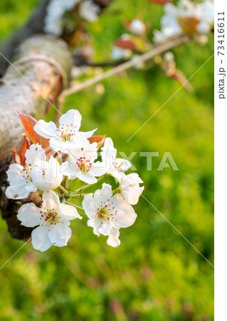 梨の花 梨花の写真素材