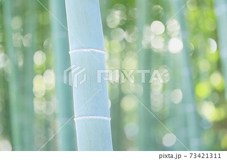 竹の写真素材集 ピクスタ