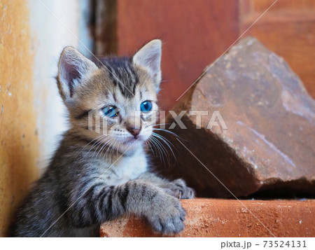 横顔 子猫 キジ猫 ねこの写真素材