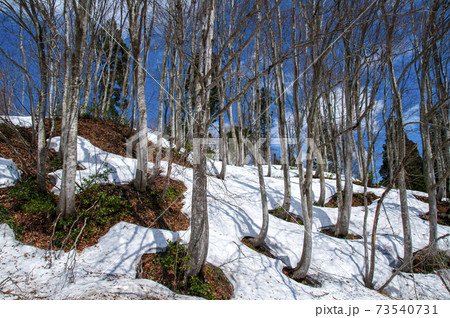 雪根開きの写真素材