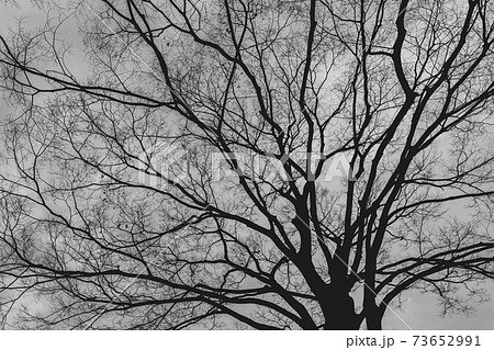 モノクロ 木 枝 シンプルの写真素材