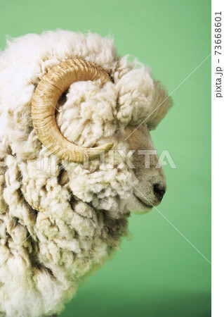 羊横顔の写真素材