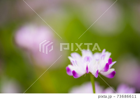 花 春 ピンク 山野草の写真素材